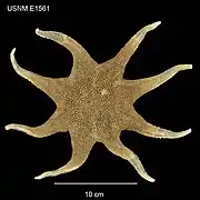 Solaster abyssicola (USNM)