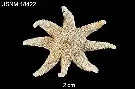 Solaster caribbaeus (USNM)