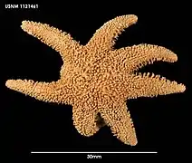 Solaster longoi (USNM)