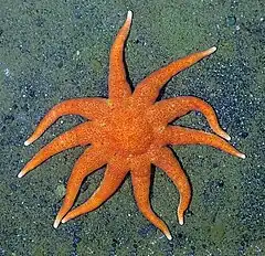 Solaster paxillatus