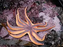 Solaster stimpsoni, une Solasteridae