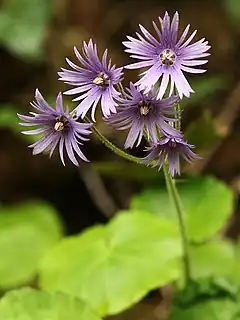 Photographie d'une plante portant cinq fleurs violettes.