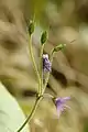 Soldanella villosa