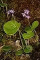 Soldanella villosa (plante fleurie)