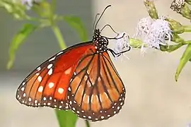 Danaus eresimus