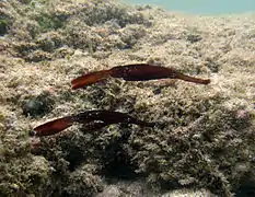 Deux poissons-fantômes robustes (Solenostomus cyanopterus)