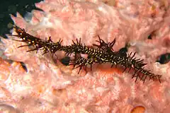 Description de l'image Solenostomus paradoxus black on pink.jpg.