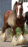 Gypsy cob