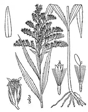 Description de l'image Solidago canadensis02.jpg.