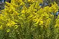 Solidago canadensis en Australie.