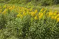 Solidago canadensis en Picardie (France)