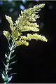 Solidago fistulosa