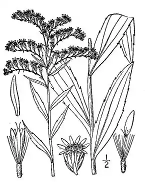 Description de l'image Solidago gigantea05.jpg.