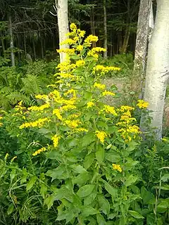 Description de l'image Solidago rugosa.jpg.