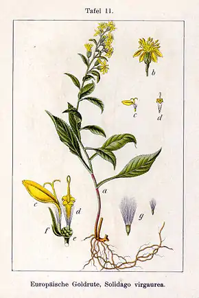 Description de l'image Solidago virgaurea Sturm11.jpg.