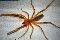 Description de l'image Solifugae -camel spider-siamak sabet.jpg.