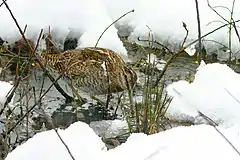 Description de l'image Solitary Snipe Paro River Bhutan.jpg.