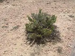 Cactus au Somaliland en mai 2015.