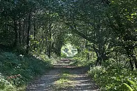 Vue de la forêt au sud-ouest de la commune.