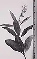 Photo de l'inflorescence de Byrsonima crassifolia (1951)