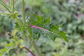 Feuille à bords épineux