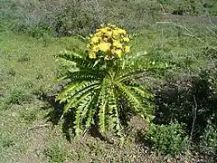 Description de l'image Sonchus canariensis (El Paso) 01 ies.jpg.