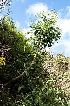 Description de l'image Sonchus canariensis - Macizo de Teno 01.jpg.