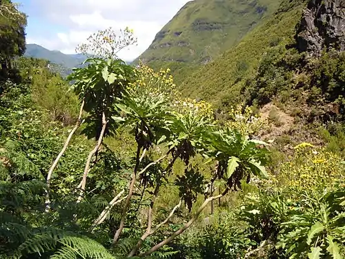 Sonchus fruticosus, Levada des 25 sources, Madère