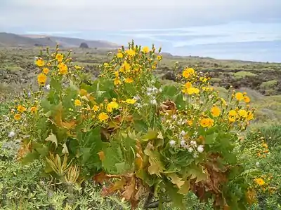 Sonchus pinnatifidus dans son habitat à Lanzarote