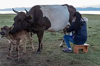 Élevage bovin au Kirghizistan.
