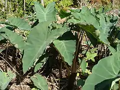 Plantes à La Réunion.