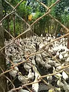 Élevage de poulets au centre Songhaï.