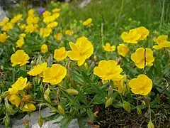 Hélianthème à grandes fleurs