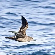 Puffin fuligineux (Puffinus griseus)