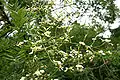 Feuilles et fleurs de Styphnolobium japonicum.