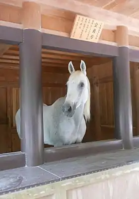 Anglo-arabe vénéré dans un temple Shinto, au Japon.