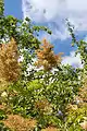 Panicules en fin de floraison