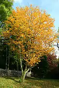 Sorbus alnifolia « Submollis »