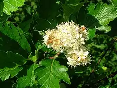 Sorbus arranensis (fleurs).