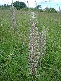 Groupe d'orchis bouc.