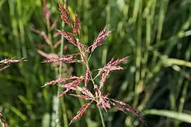 Sorghum halepense.