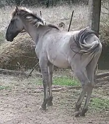Jeune cheval gris vu de dos.