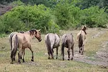 Photo de chevaux à la robe marron marchant dans la campagne