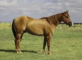 Hongre Quarter Horse alezan, au Texas. L'arrière-main très développée est caractéristique.