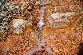 Source des Suisses ou source des Vignes, coulant au milieu des vignes