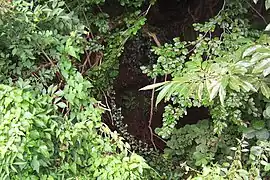 Photo montrant la végétation entourant la source du ruisseau de Louyssé