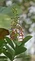 Inflorescence de Souroubea guianensis (est de l'Équateur)