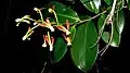 Inflorescence de Souroubea guianensis