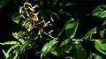 Inflorescence de Souroubea guianensis