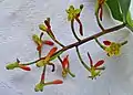 Inflorescence de Souroubea guianensis